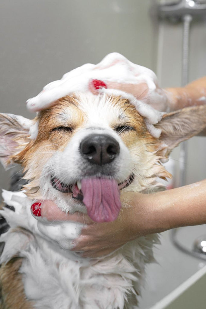 pet-grooming-tips-and-tricks-from-bath-time-to-nail-trimming
