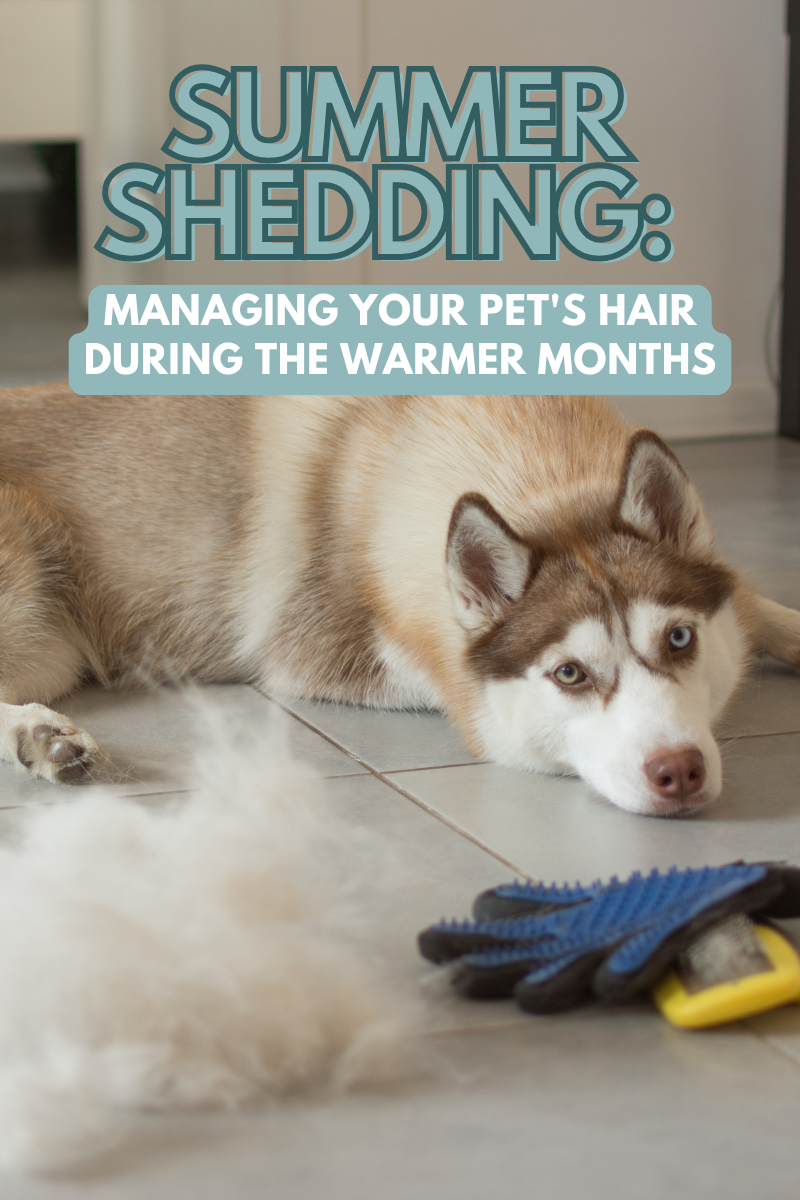 Summer Shedding: Managing Your Pet's Hair During the Warmer Months ... - Summer Canine Shedding Solutions