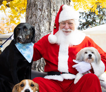 Santa Paws is Coming to Town: Capture the Howliday Magic at Pawsnickety Pets!