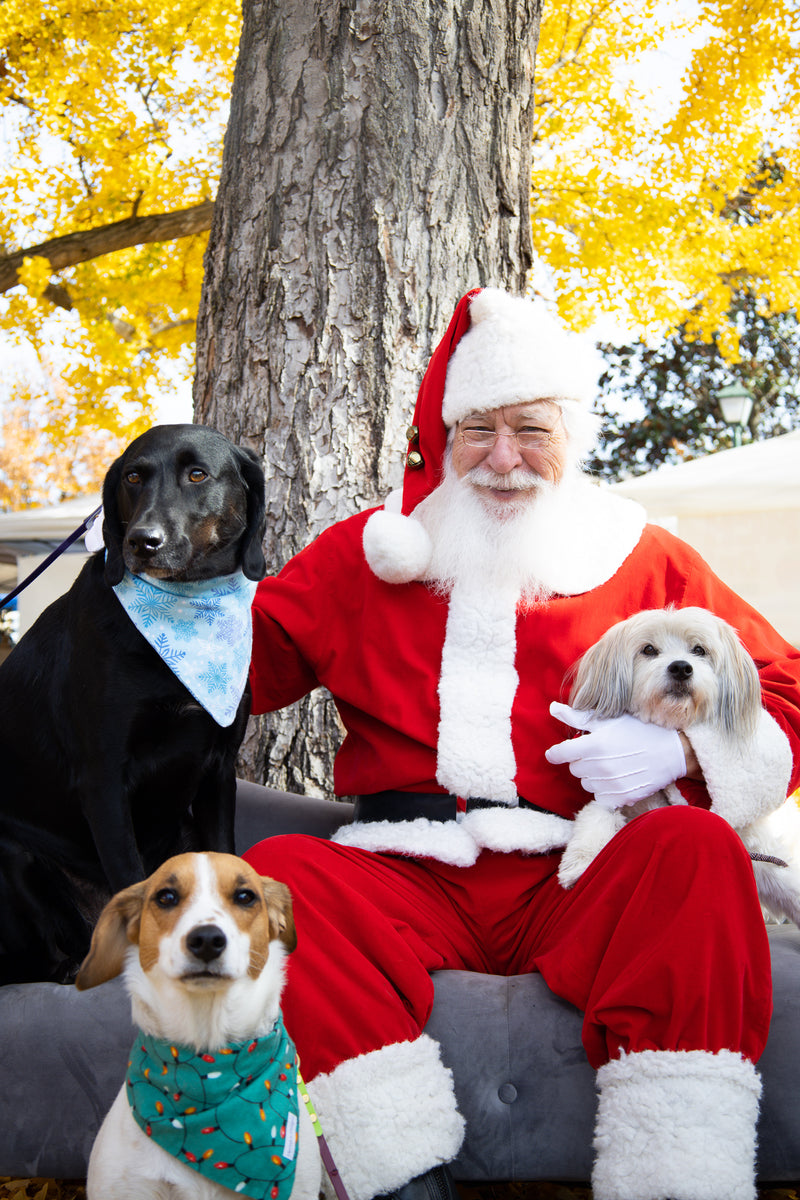 Santa Paws is Coming to Town: Capture the Howliday Magic at Pawsnickety Pets!