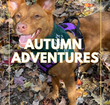 Autumn Adventures: Fun Activities to Enjoy with Your Dog This Fall