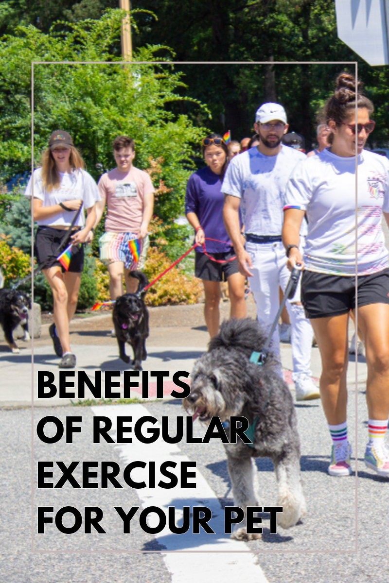 The Benefits of Regular Exercise for Your Pet's Physical and Mental Health