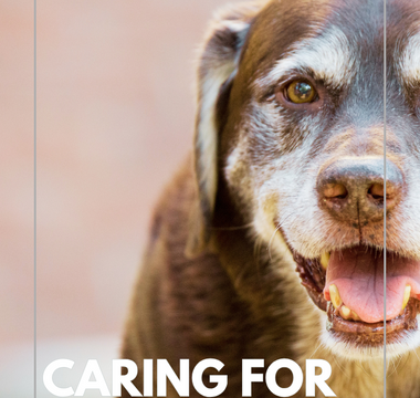 Caring for Your Senior Pet: Special Considerations and Tips