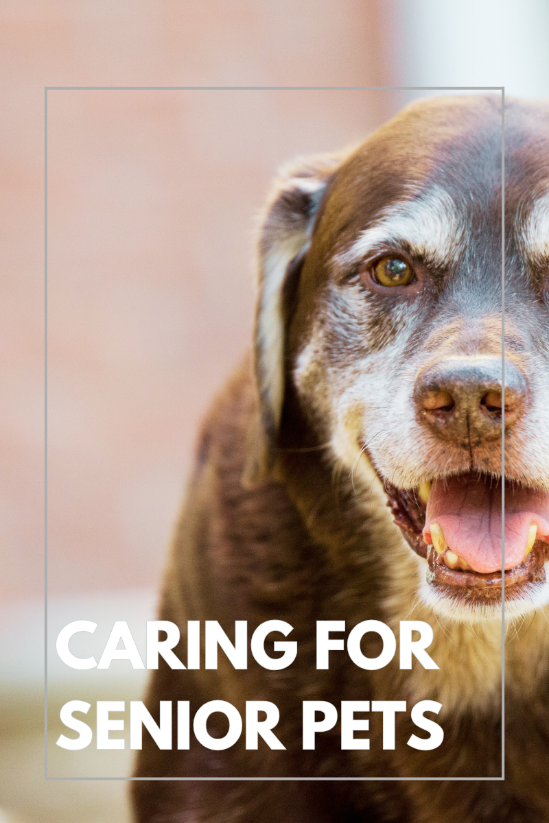 Caring for Your Senior Pet: Special Considerations and Tips