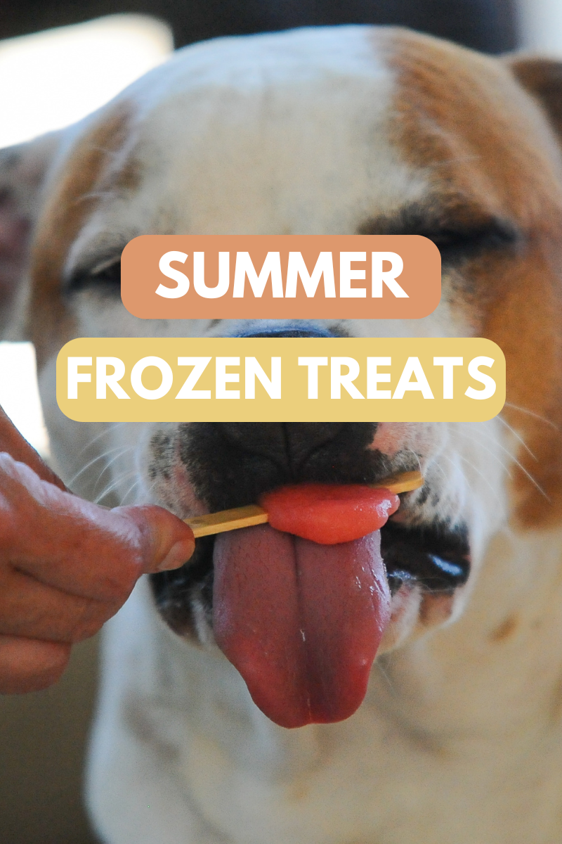 DIY Frozen Treats: Refreshing Summer Snacks for Your Dog