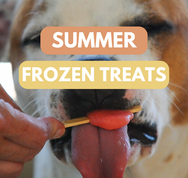 DIY Frozen Treats: Refreshing Summer Snacks for Your Dog