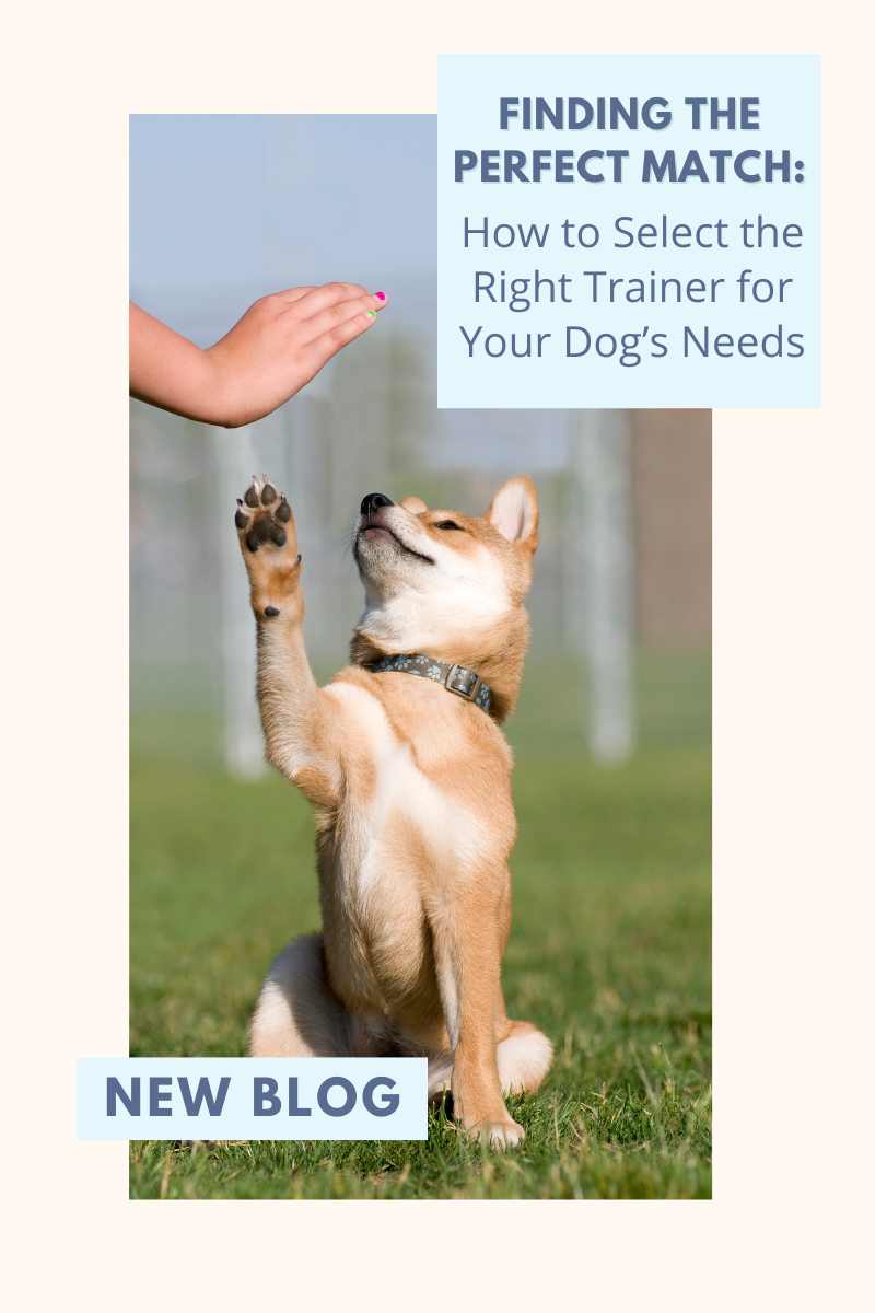 Finding the Perfect Match: How to Select the Right Trainer for Your Dog’s Needs