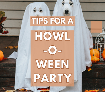 Hosting a Howl-o-Ween Party: Tips for a Pet-Friendly Celebration