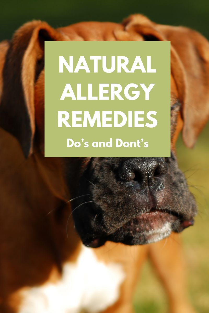 Natural Remedies for Seasonal Allergies in Dogs: What Works and What Doesn't