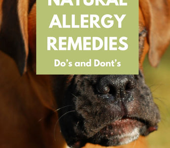 Natural Remedies for Seasonal Allergies in Dogs: What Works and What Doesn't