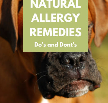 Natural Remedies for Seasonal Allergies in Dogs: What Works and What Doesn't