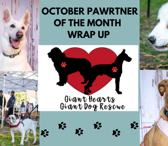 October PAWrtner of the Month Wrap-Up