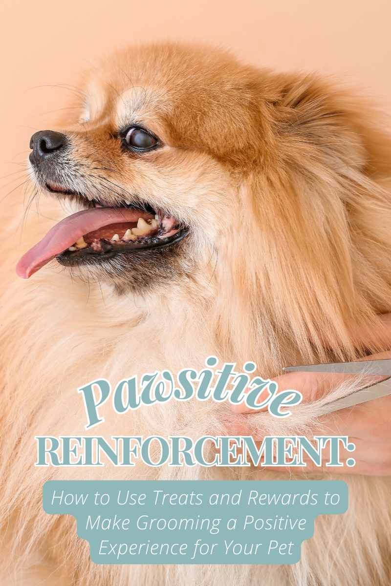 Pawsitive Reinforcement: How to Use Treats and Rewards to Make Grooming a Positive Experience for Your Pet