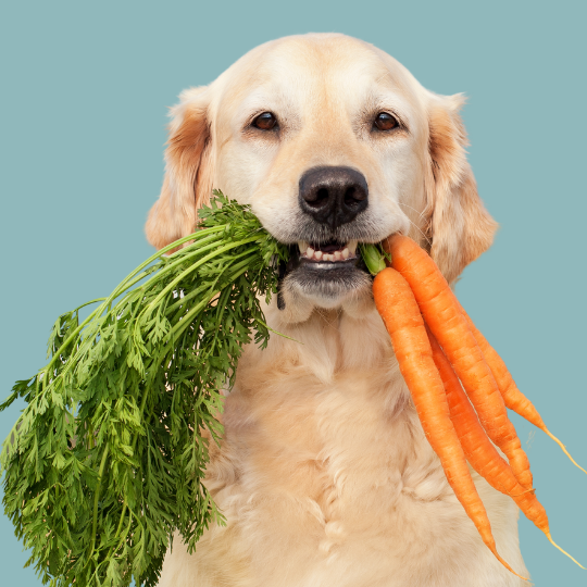 5 Vegetarian Dog Treats (and why they might be the perfect choice for your pup)