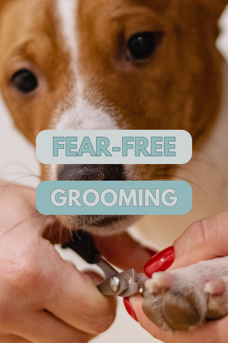 Fear-Free Grooming: Techniques for Keeping Your Pet Calm During Nail Trims