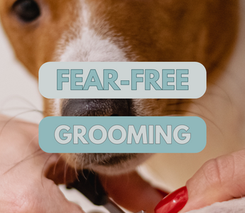 Fear-Free Grooming: Techniques for Keeping Your Pet Calm During Nail Trims