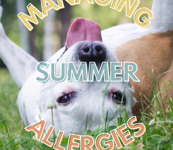 Managing Allergies in Pets: Common Summer Allergens to Watch Out For