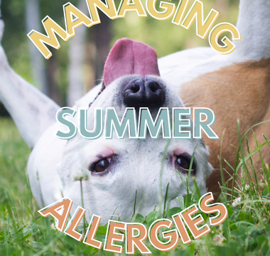 Managing Allergies in Pets: Common Summer Allergens to Watch Out For