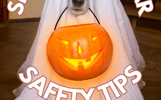 Spook-tacular Safety Tips: Keeping Your Pet Safe This Halloween