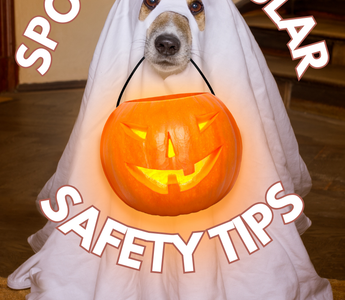 Spook-tacular Safety Tips: Keeping Your Pet Safe This Halloween