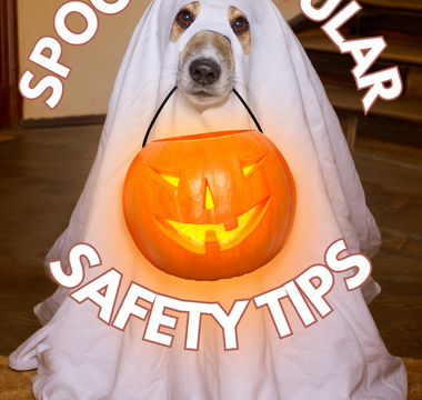 Spook-tacular Safety Tips: Keeping Your Pet Safe This Halloween