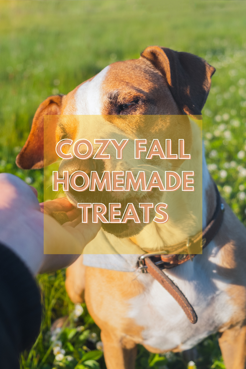 Cozy Fall Recipes: Homemade Treats for Your Pets