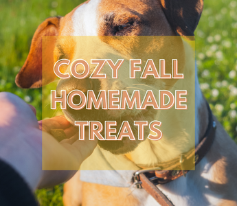 Cozy Fall Recipes: Homemade Treats for Your Pets