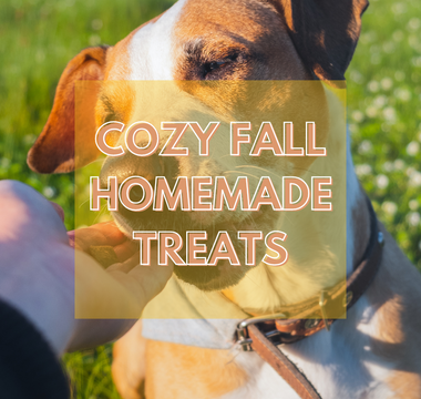 Cozy Fall Recipes: Homemade Treats for Your Pets