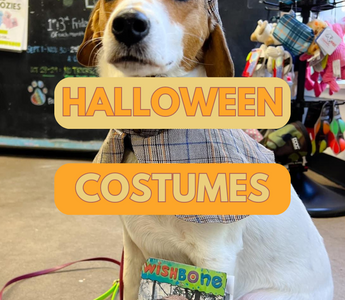 Halloween Costumes for Your Pets: Tips for Finding the Purr-fect Outfit