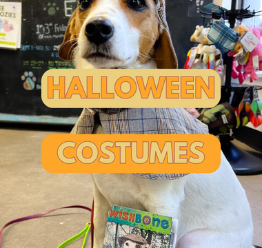 Halloween Costumes for Your Pets: Tips for Finding the Purr-fect Outfit