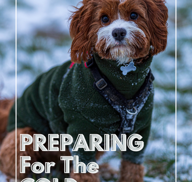 Preparing Your Pet for the Cold: Essential Winter Gear