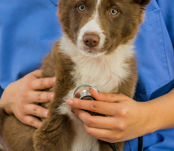 The Importance of Regular Veterinary Check-ups for Your Pet