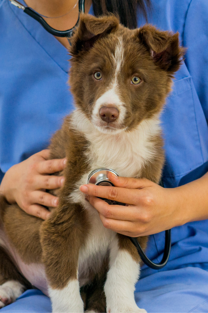 The Importance of Regular Veterinary Check-ups for Your Pet