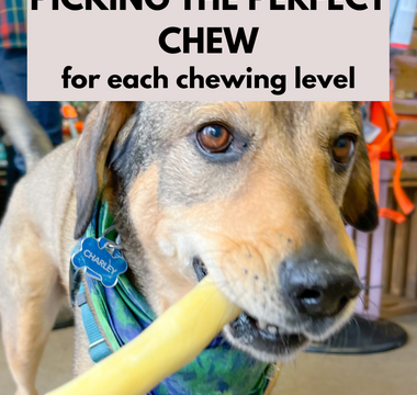 Chews Wisely: Picking the Perfect Chew
