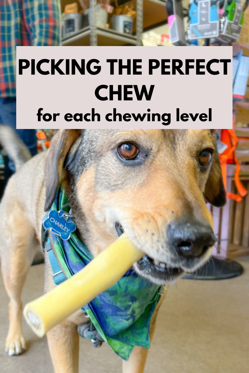 Chews Wisely: Picking the Perfect Chew