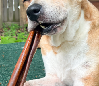 Durable and Healthy: Top Choices for Super Chewer Dogs!