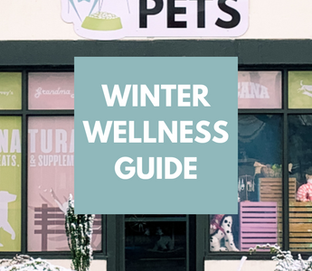 Winter Wellness Guide: Strengthening Your Pet's Immunity