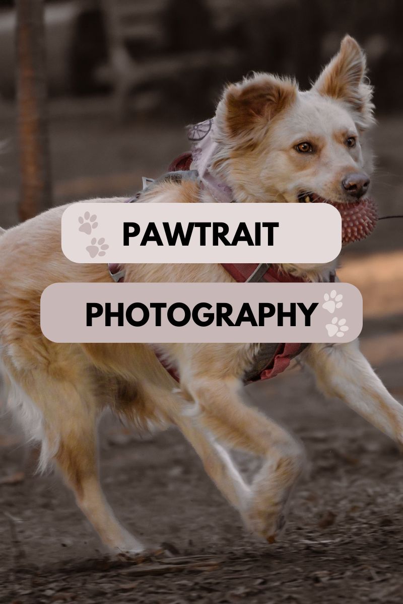 Paws and Prints: Capturing Your Pet's Personality in Pawtrait Photography