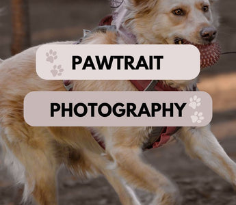 Paws and Prints: Capturing Your Pet's Personality in Pawtrait Photography