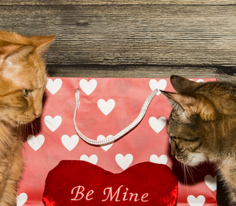 Feline Romance: Choosing the Purr-fect Valentine's Gift for Your Cat