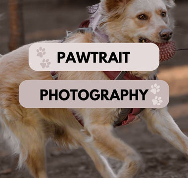 Paws and Prints: Capturing Your Pet's Personality in Pawtrait Photography