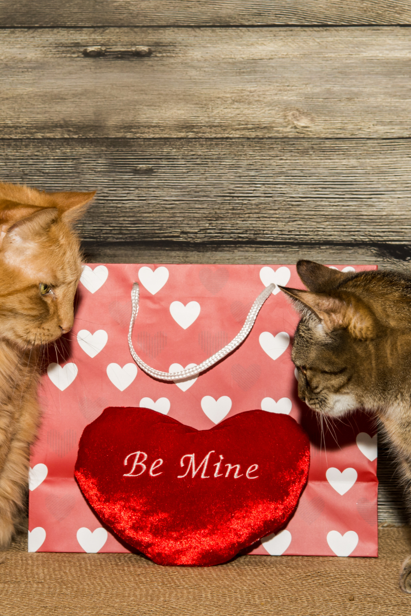 Feline Romance: Choosing the Purr-fect Valentine's Gift for Your Cat