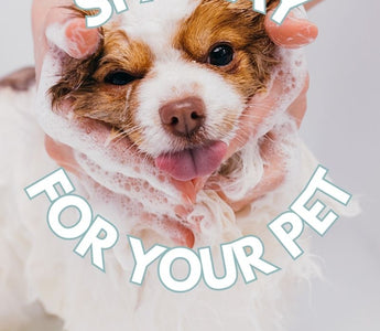 Planning a Spa Day for Your Pet: Pamper Your Pup with These Relaxing Ideas