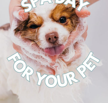 Planning a Spa Day for Your Pet: Pamper Your Pup with These Relaxing Ideas