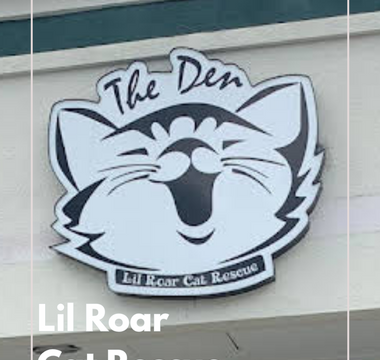 Lil Roar Cat Rescue Den Grand Opening Recap