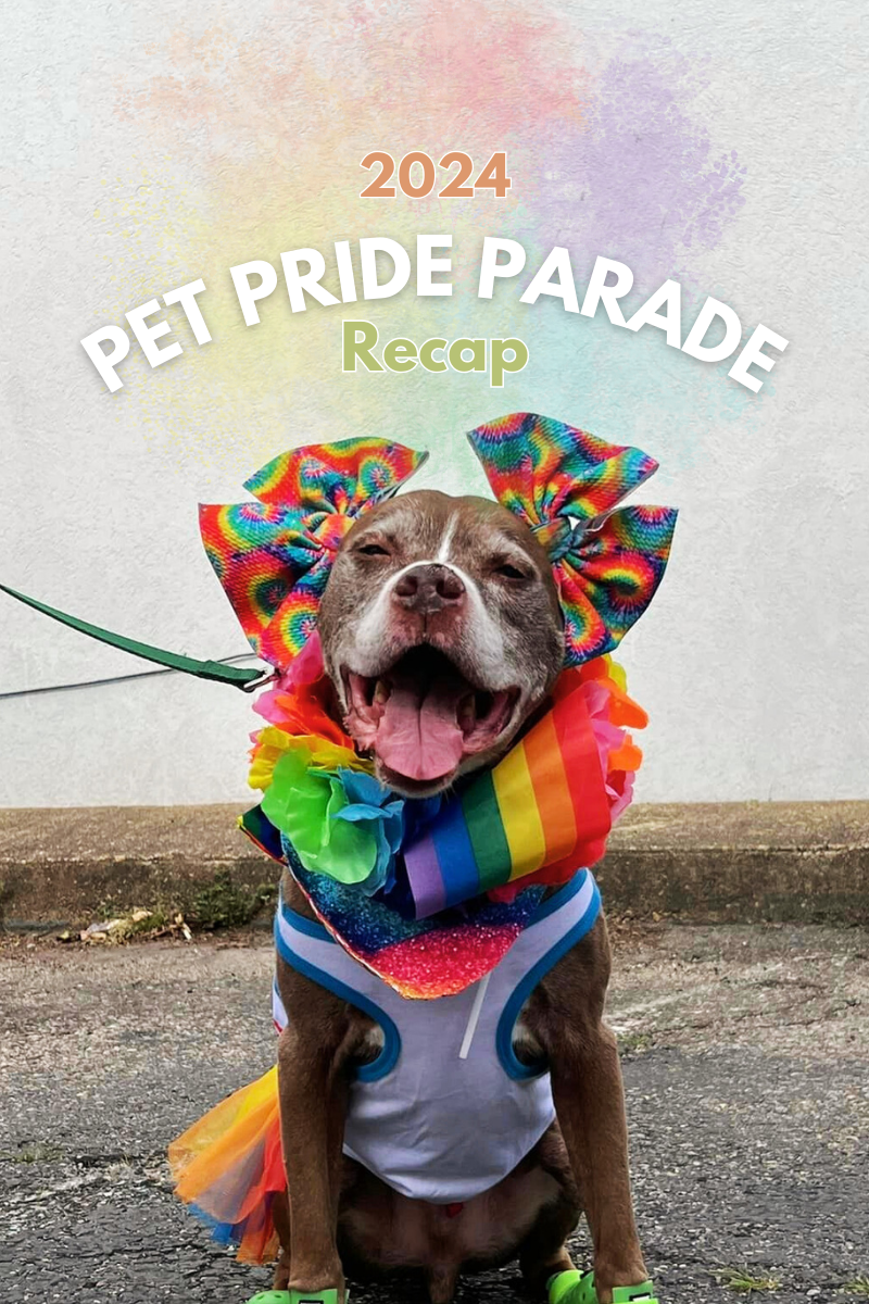 Celebrating Love and Pride: Recap of Pawsnickety Pets' 2024 Annual Pet Pride Parade!