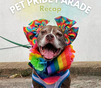 Celebrating Love and Pride: Recap of Pawsnickety Pets' 2024 Annual Pet Pride Parade!