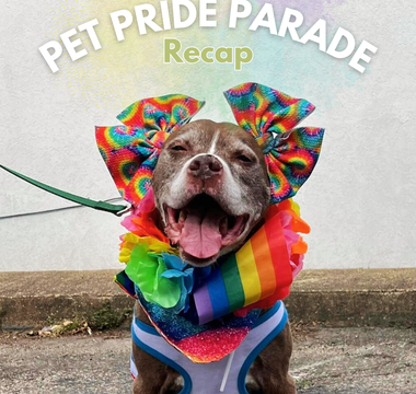 Celebrating Love and Pride: Recap of Pawsnickety Pets' 2024 Annual Pet Pride Parade!