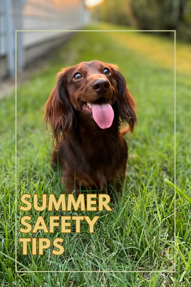 Summer Safety Tips: Keeping Your Pets Cool and Hydrated