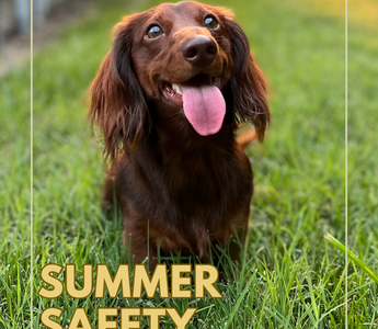 Summer Safety Tips: Keeping Your Pets Cool and Hydrated